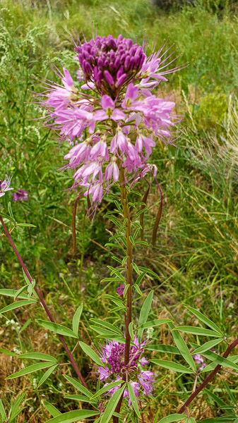 Great Sand Dunes National Park, Colorado
